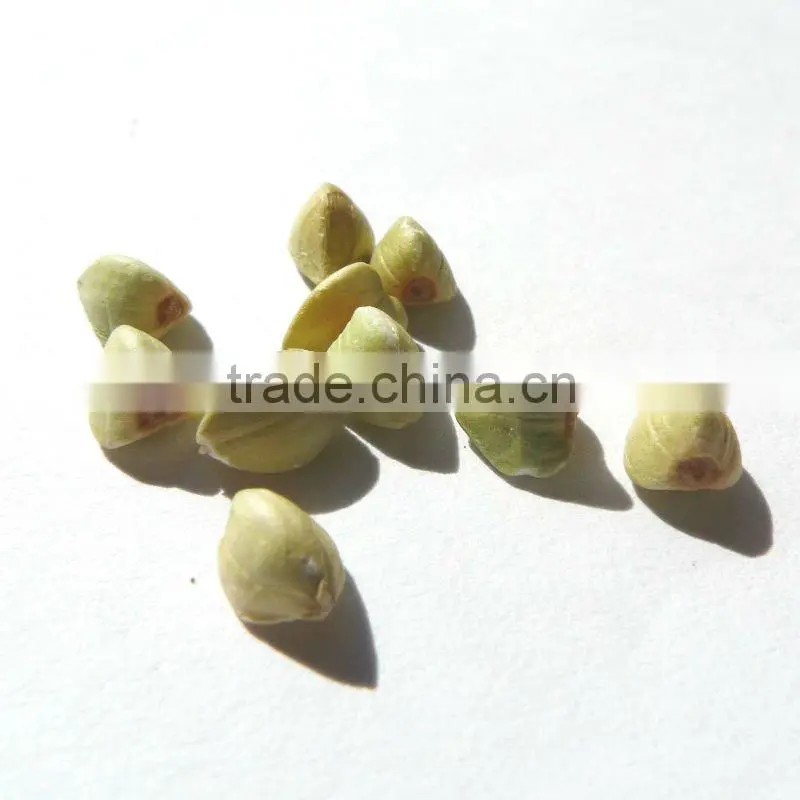 Organic buckwheat