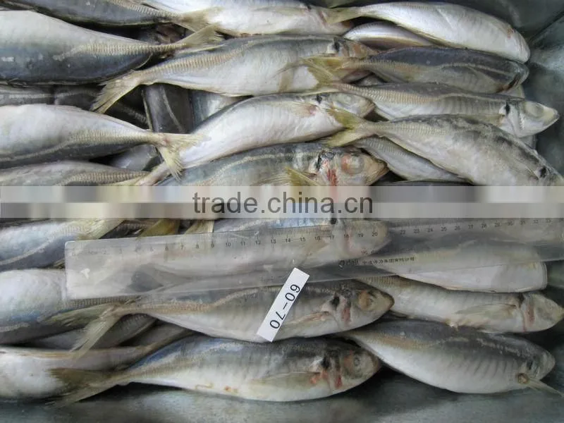 Trachurus Japonicus frozen whole fish