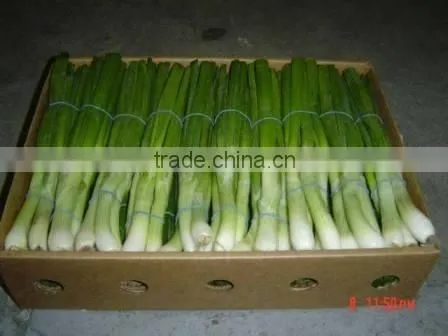 Spring Onion