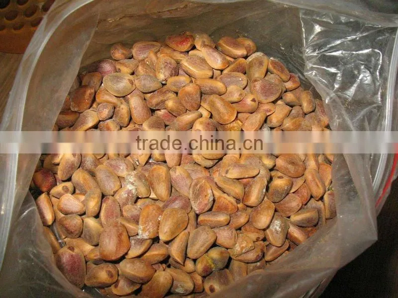 pine nut processing high quality