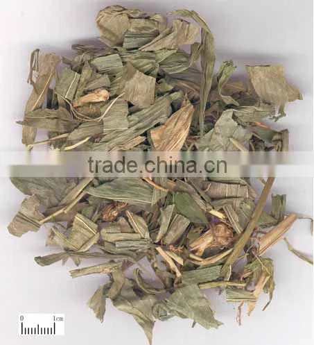 Herba Lophatheri Gracilis bamboo leaves Lophatherum gracile