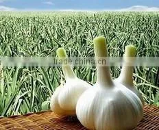 Natural Chinese Fresh white garlic wholesales