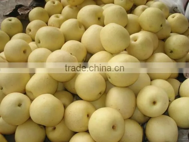 Chinese new fresh shandong Pear