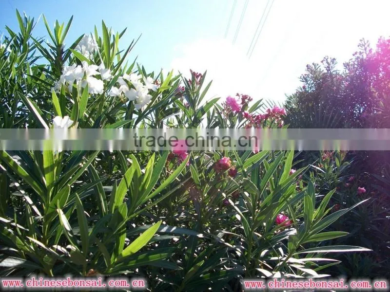 blooming Nerium indicum Milli of outdoor landscaping foliage decorative ornamental plants