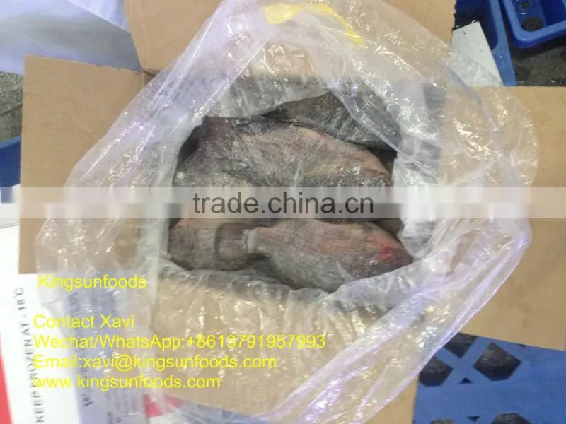 Whole Sale Frozen Farmed Raised W/R Tilapia Fish