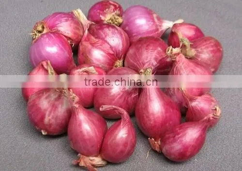 Fresh Onion 2016 Crop from Vietnam