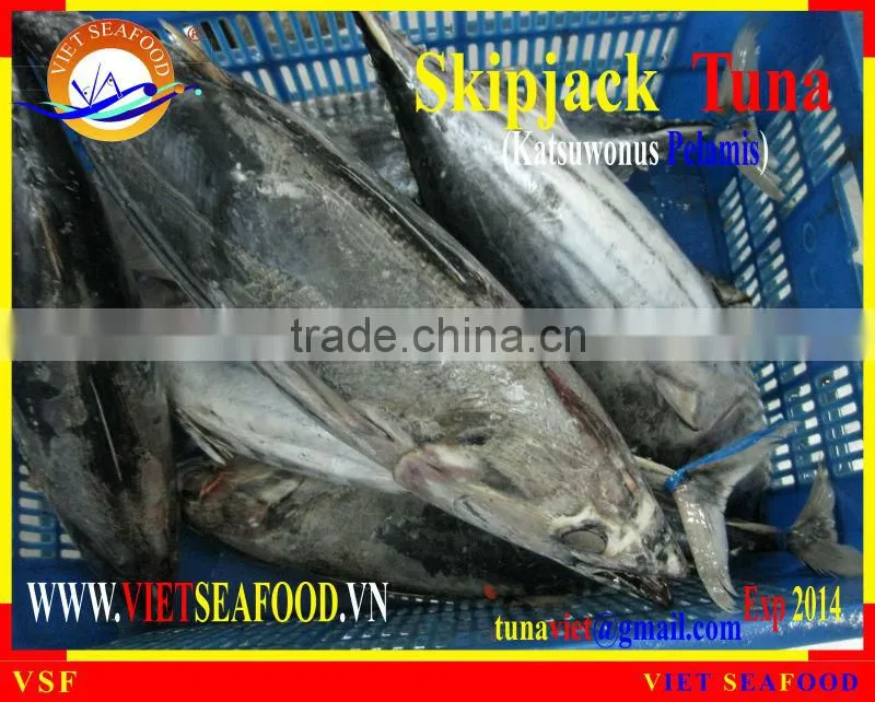 FROZEN WHOLE ROUND SKIPJACK TUNA