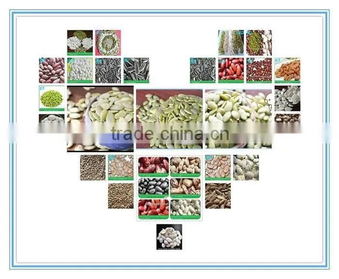2015, Chinese Snow White Pumpkin Seeds supply directly from factory