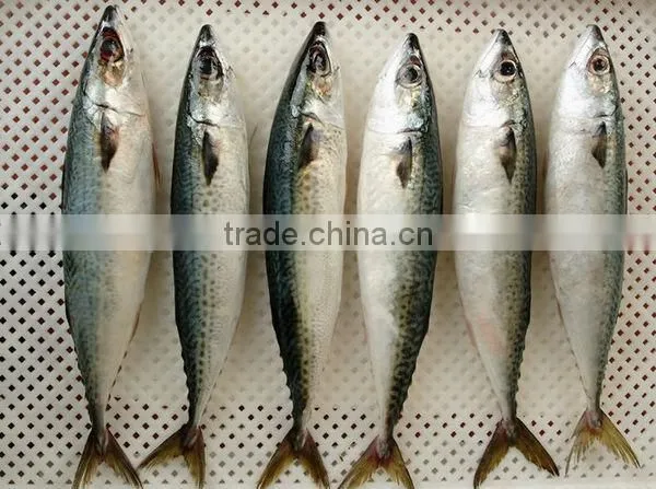 frozen pacific mackerel fish