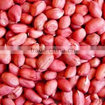 Raw Peanuts in Shell