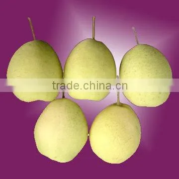 2015 fresh shandong pear supplying in china