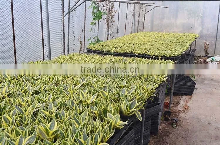 golden green Sansevieria for indoor ornamental bonsai plants