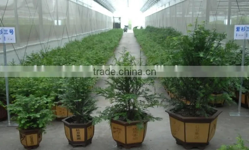 Taxus Bacatta Tree Seedling