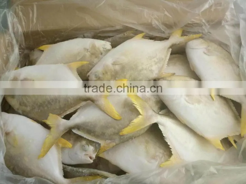fishing net wholesale frozen seafood,delicious IQF frozen golden pomfret