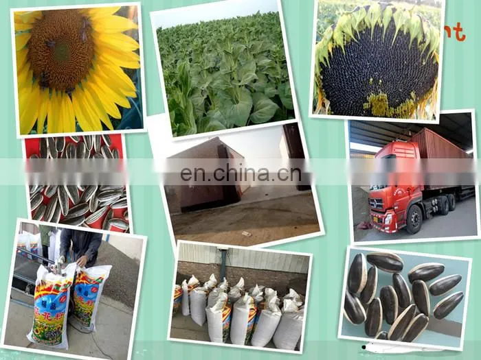 Argentina sunflower high oil seeds