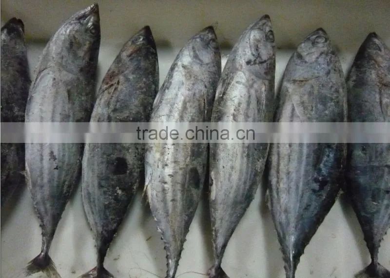 sea frozen skipjack tuna and yellowfin tuna