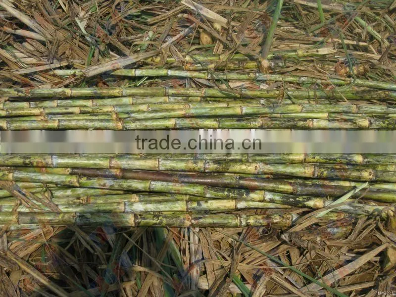 Small agricultural cane leaf remover 6BZ-15 new sugar cane leaf cutting machine