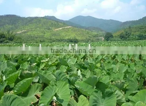 Chinese dried taro with taro root plant photos