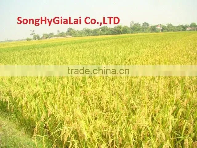 VIETNAM WHITE RICE LONG GRAIN