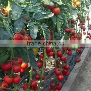 Good quality Hybrid red fruit Tomato seeds for growing- Holland No.4
