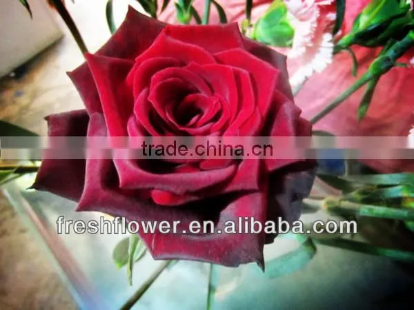 Wholesale fresh cut flowers of black rose from kunming