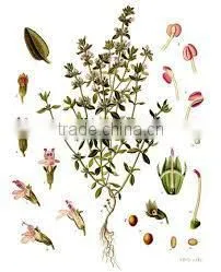 Thyme Oil