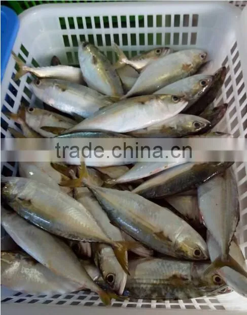 seafrozen indian mackerel on sale