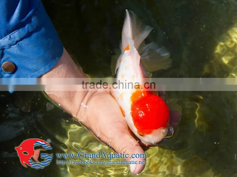 Aquarium Fish Farm