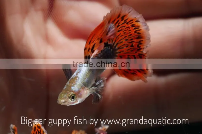 Big ear guppy for Freshwater Aquarium fish export company from Thailand