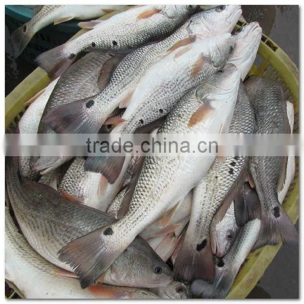 Frozen fresh whole red drum fillet