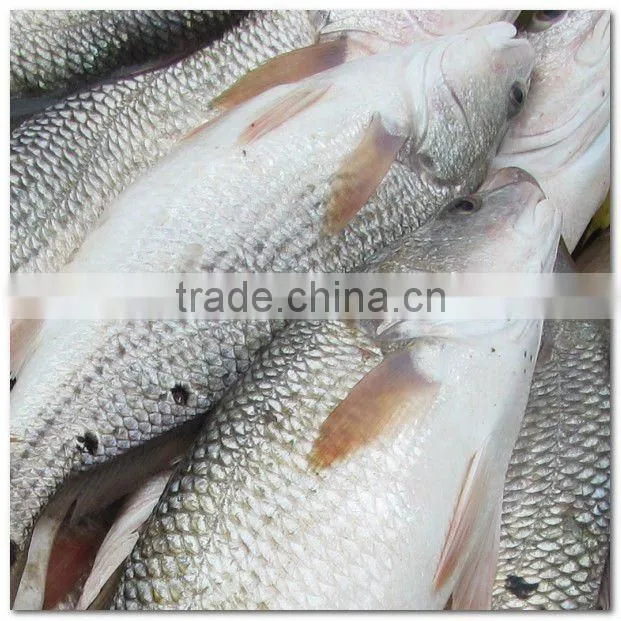 Frozen red drum fish food
