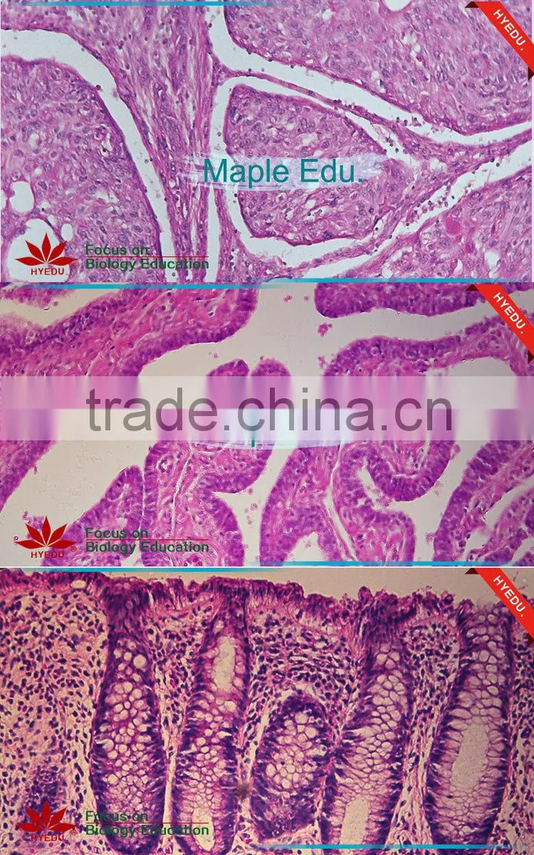 75pcs Anatomy Prepared Slides set for School Teaching