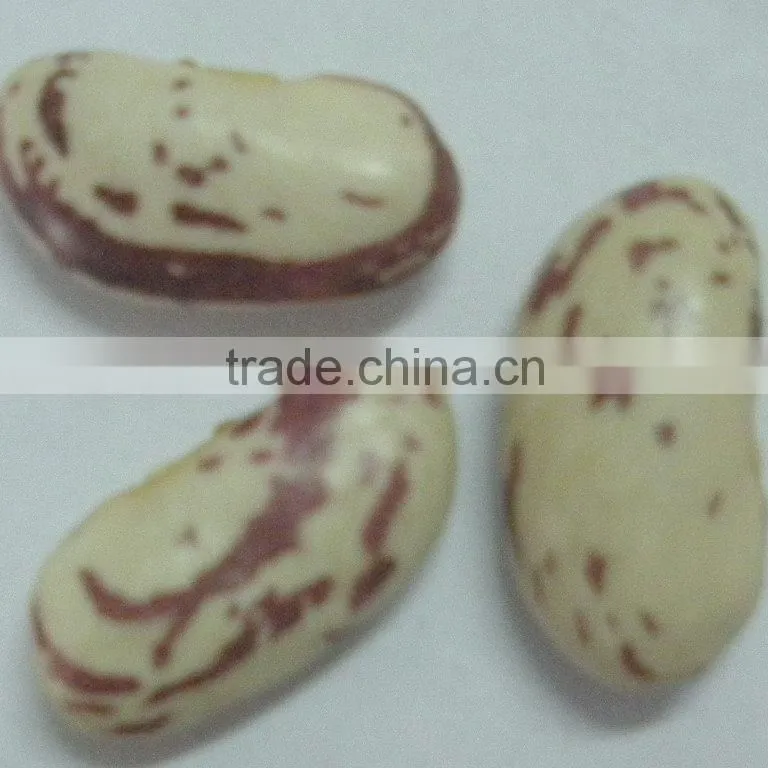 Long Shape Light Speckled Kidney Beans With Yian Type