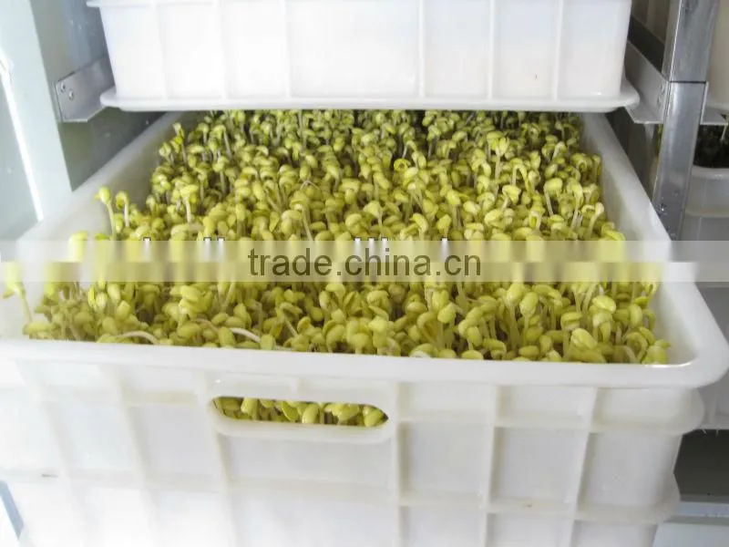 bean sprout factory/sprout maker