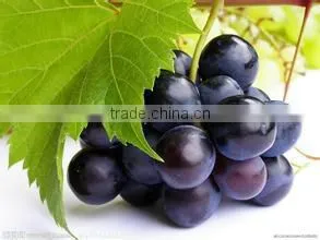 Refined Organic perilla seed oil plant oil for cooking and medicial