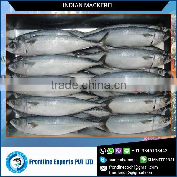 Fresh Frozen Mackerel for Sale from India