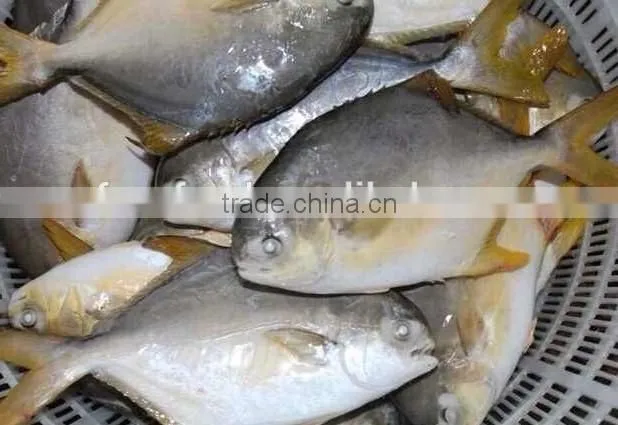 canned seafood gold pomfret