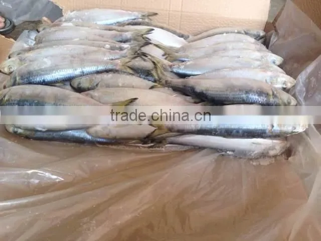High-quality Sardine For Bait on Sale