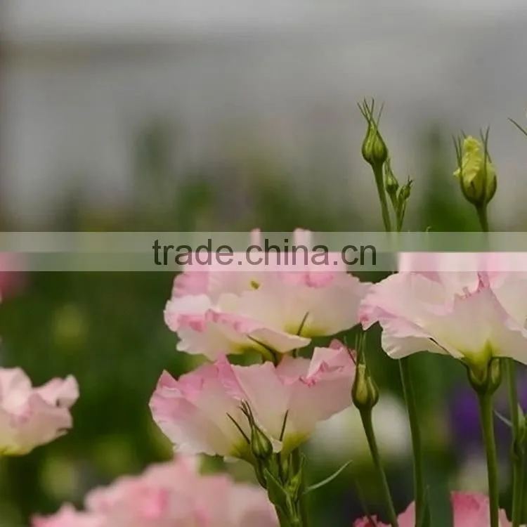 Good quality manufacture eustomas high quality