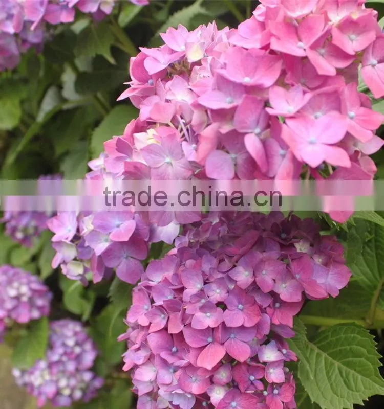 Good quality new arrival fresh cut flower hydrangea bouquet