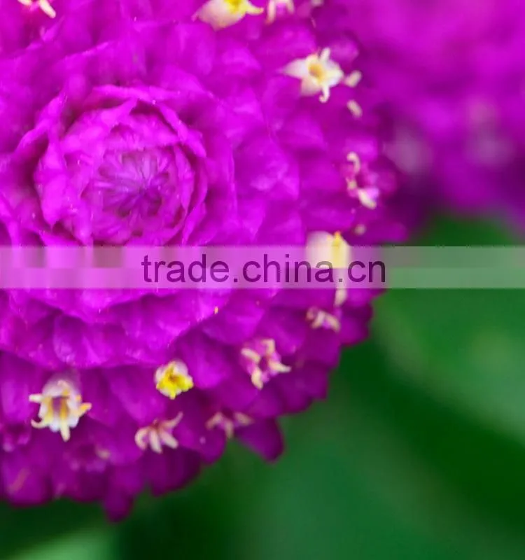 Fashionable promotional export fresh gomphrena globosa