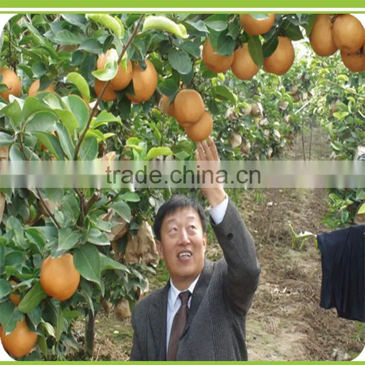 Hight Efficient Compound Microorganism Bacterium Agent Drip Irrigation Liquid Fertilizers