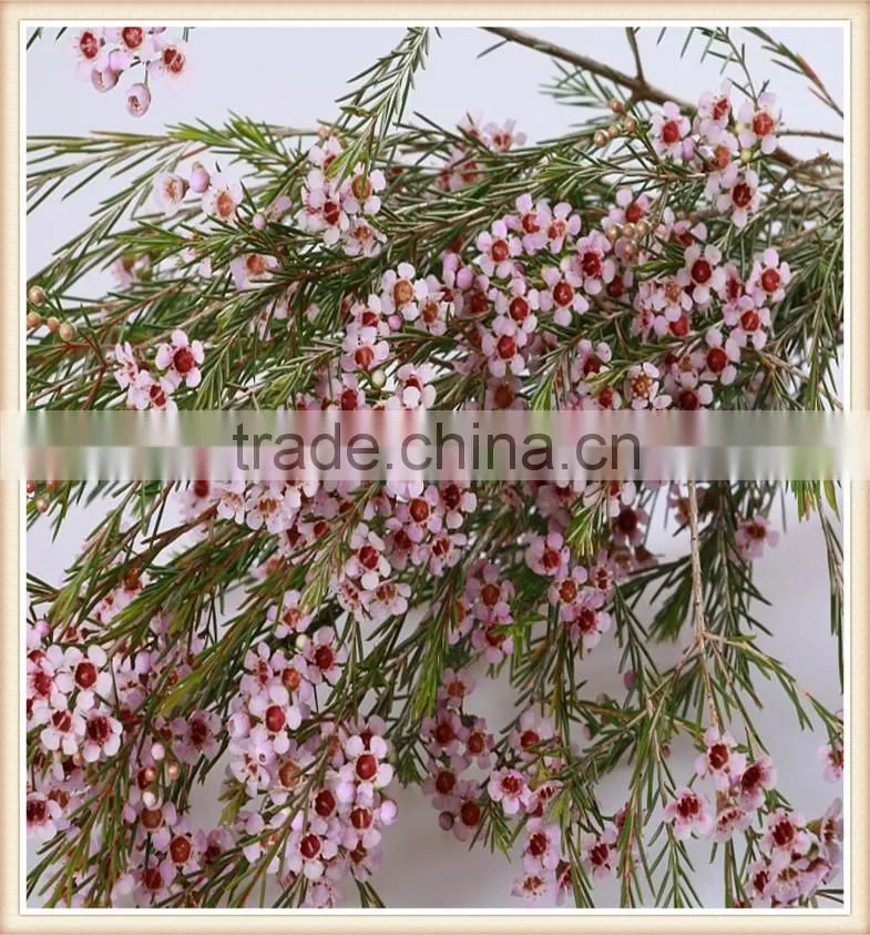 the most beautiful fresh wintersweet flower to export