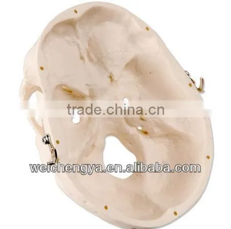Miniature Plastic Human Skull Model