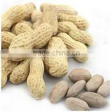 Supply Roasted Peanut in shell with good Quality