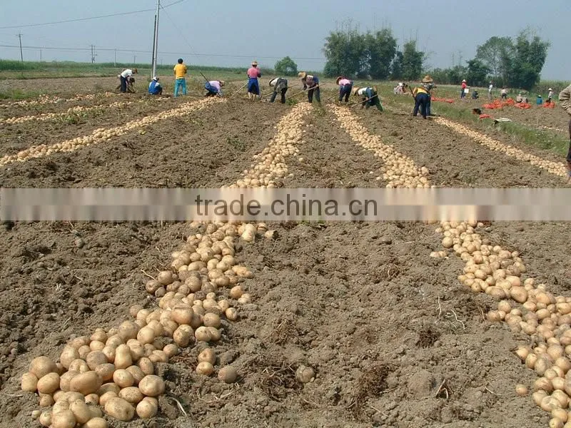 All year round yellow potato fresh purple sweet potato
