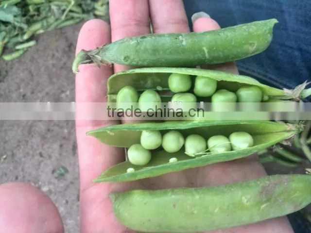 Frozen Green Pea