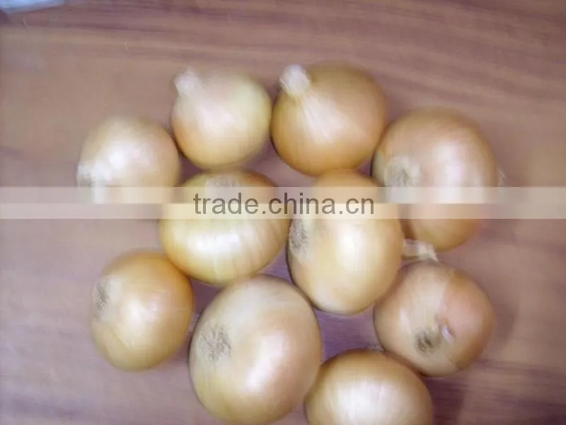 onion ( Red - Yellow - White - spring onion )