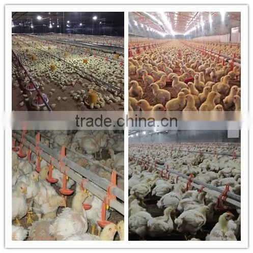 automatic rearing breeders chicken farm equipment
