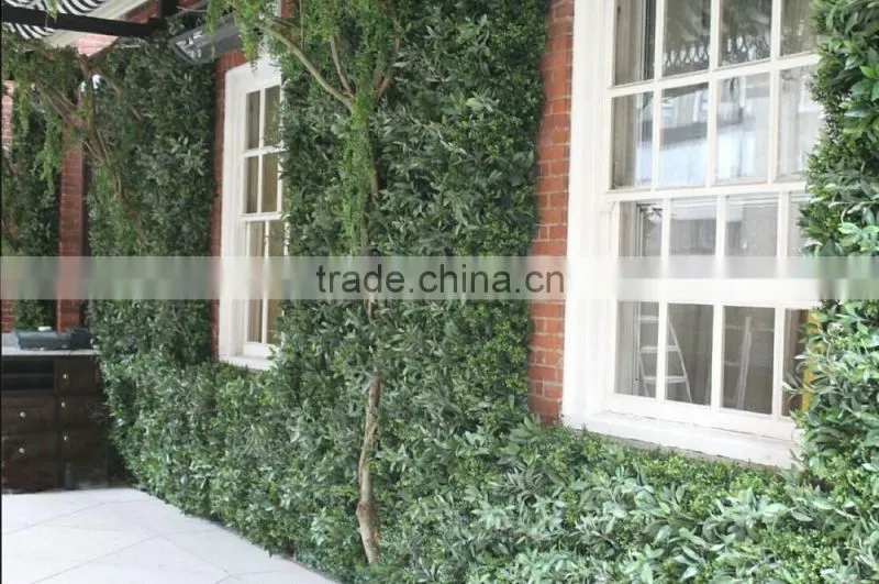Exterior grade green walls made with Buxus sprays to create a simple green backdrop